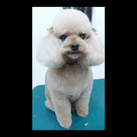 �g���~���O�摜�g�C�v�[�h��17