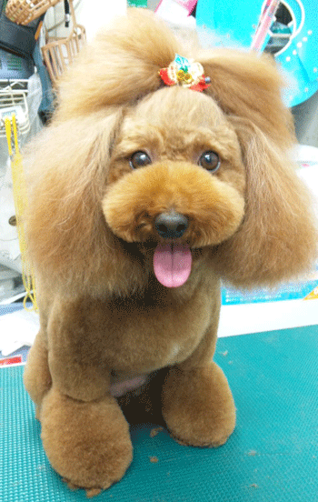 �g�C�v�[�h���g���~���O�摜18