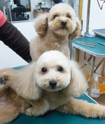 �g�C�v�[�h���g���~���O�摜19