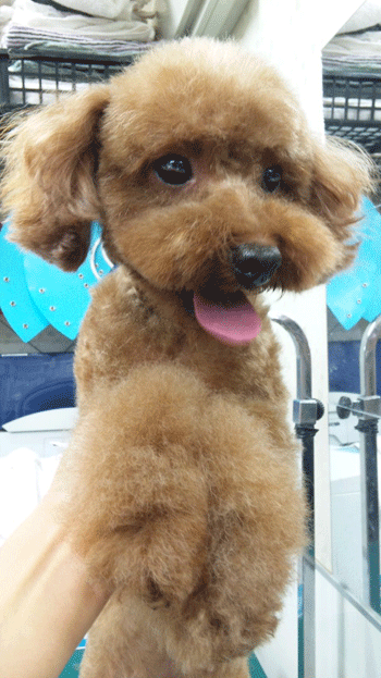 �g�C�v�[�h���g���~���O�摜20