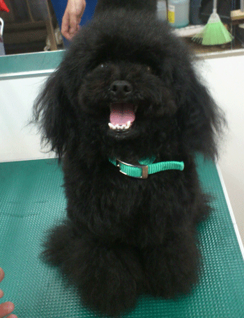 �g�C�v�[�h���g���~���O�摜21