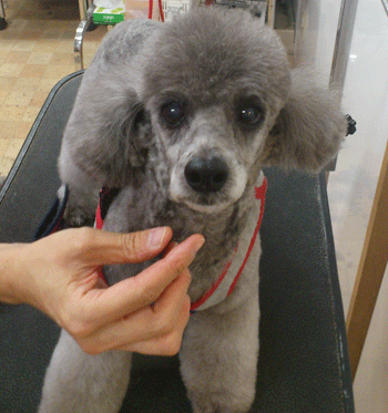 �g�C�v�[�h���g���~���O�摜22