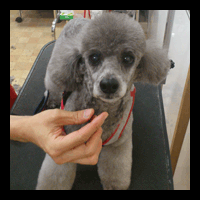 �g���~���O�摜�g�C�v�[�h��22