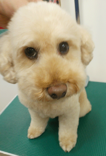 �g�C�v�[�h���g���~���O�摜23