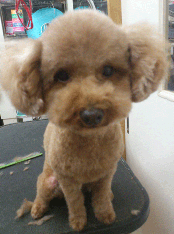 �g�C�v�[�h���g���~���O�摜24