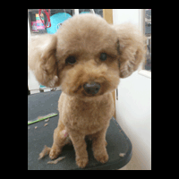 �g���~���O�摜�g�C�v�[�h��24