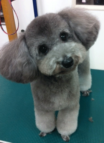 �g�C�v�[�h���g���~���O�摜25