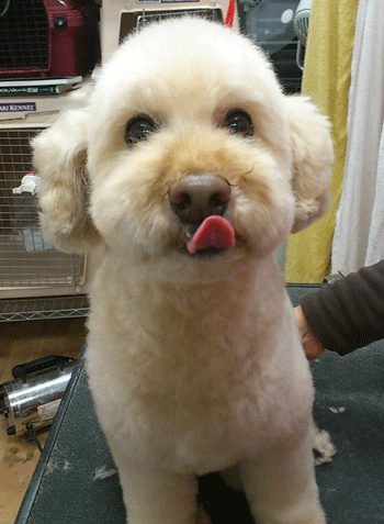 �g�C�v�[�h���g���~���O�摜26