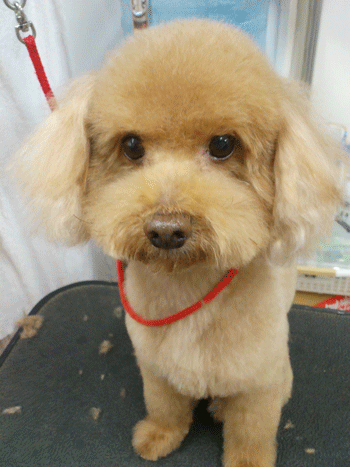 �g�C�v�[�h���g���~���O�摜27