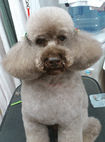 �g�C�v�[�h���g���~���O�摜28