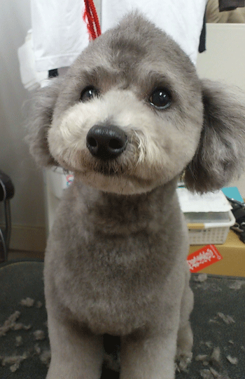 �g�C�v�[�h���g���~���O�摜29