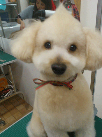 �g�C�v�[�h���g���~���O�摜3