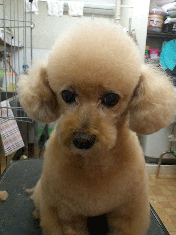 �g�C�v�[�h���g���~���O�摜30