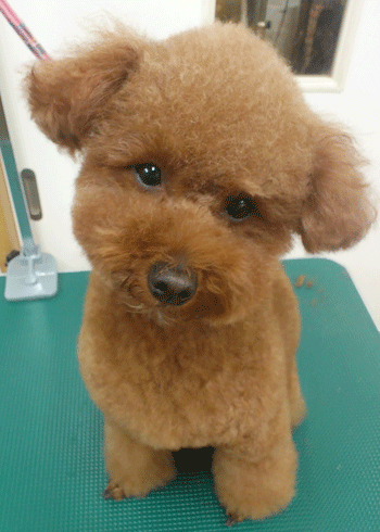 �g�C�v�[�h���g���~���O�摜31