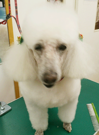 �g�C�v�[�h���g���~���O�摜32