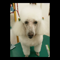 �g���~���O�摜�g�C�v�[�h��32