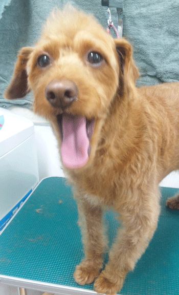 �g�C�v�[�h���g���~���O�摜33