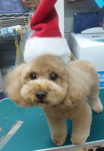 �g�C�v�[�h���g���~���O�摜34