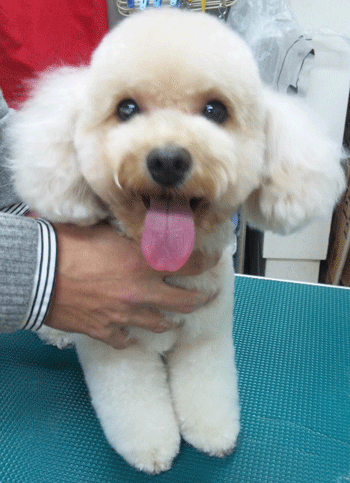 �g�C�v�[�h���g���~���O�摜35