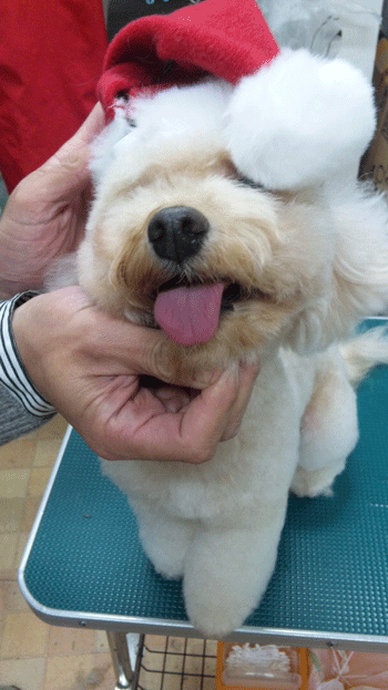 �g�C�v�[�h���g���~���O�摜36