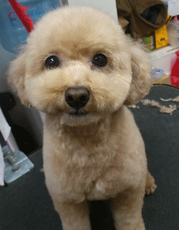 �g�C�v�[�h���g���~���O�摜38