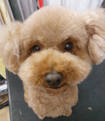 �g�C�v�[�h���g���~���O�摜39