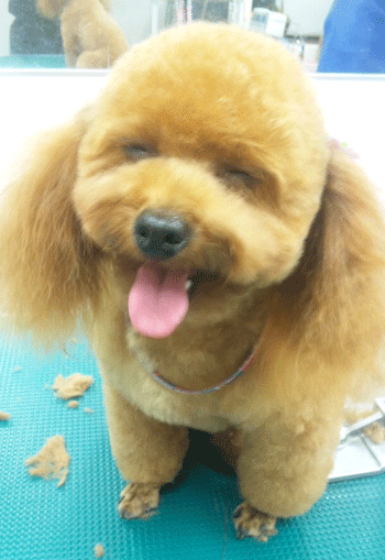 �g�C�v�[�h���g���~���O�摜4