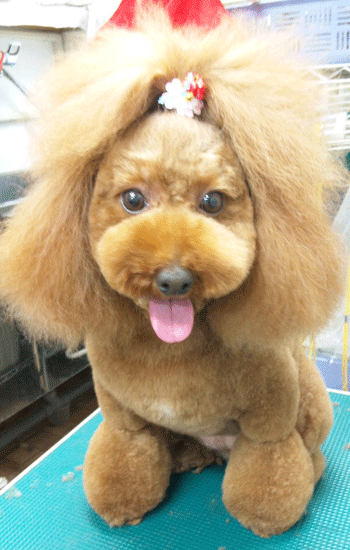 �g�C�v�[�h���g���~���O�摜40