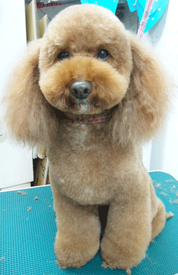 �g�C�v�[�h���g���~���O�摜41