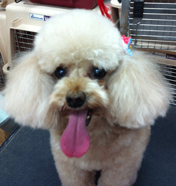 �g�C�v�[�h���g���~���O�摜43