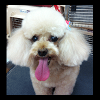 �g���~���O�摜�g�C�v�[�h��43