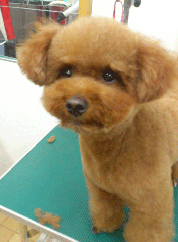 �g�C�v�[�h���g���~���O�摜44