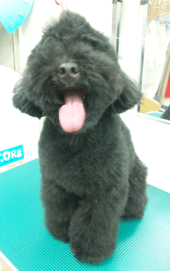 �g�C�v�[�h���g���~���O�摜45