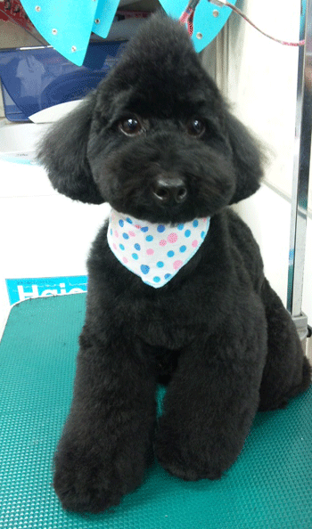 �g�C�v�[�h���g���~���O�摜46