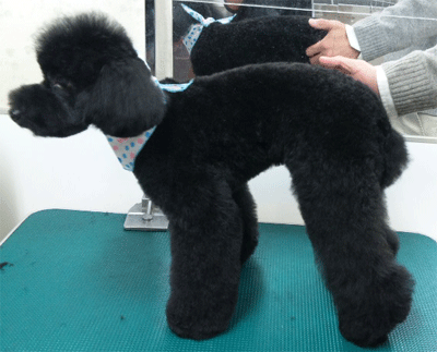 �g�C�v�[�h���g���~���O�摜47