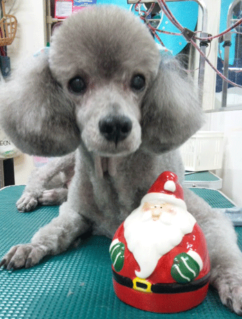 �g�C�v�[�h���g���~���O�摜5