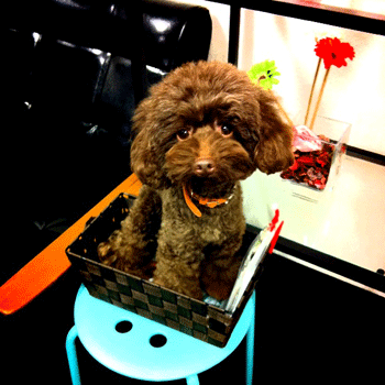 �g�C�v�[�h���g���~���O�摜50