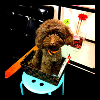 �g���~���O�摜�g�C�v�[�h��50