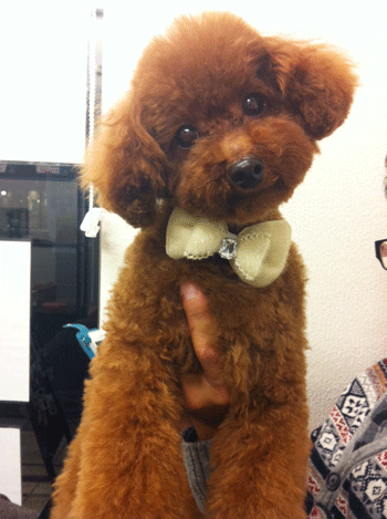 �g�C�v�[�h���g���~���O�摜51