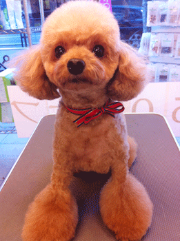 �g�C�v�[�h���g���~���O�摜52