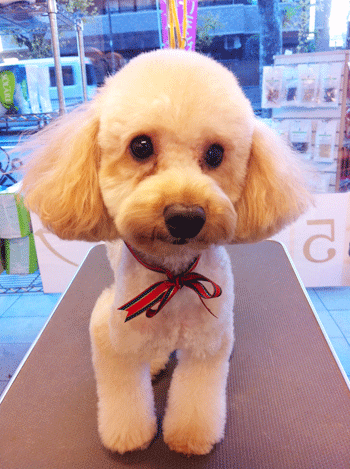 �g�C�v�[�h���g���~���O�摜53