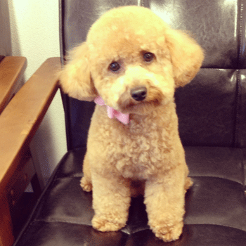 �g�C�v�[�h���g���~���O�摜55