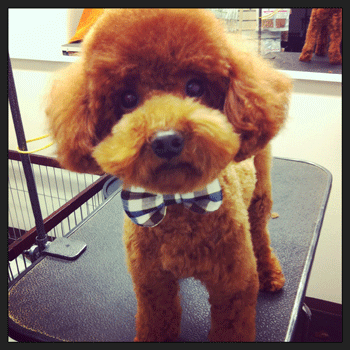 �g�C�v�[�h���g���~���O�摜56