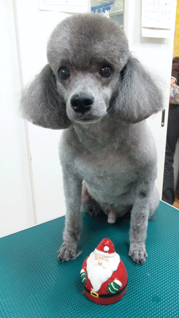 �g�C�v�[�h���g���~���O�摜6