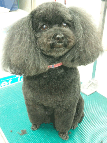 �g�C�v�[�h���g���~���O�摜7