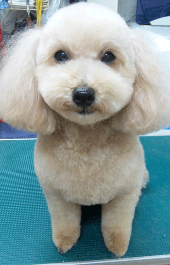 �g�C�v�[�h���g���~���O�摜8