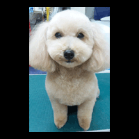 �g���~���O�摜�g�C�v�[�h��8