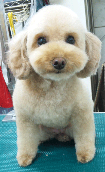 �g�C�v�[�h���g���~���O�摜9