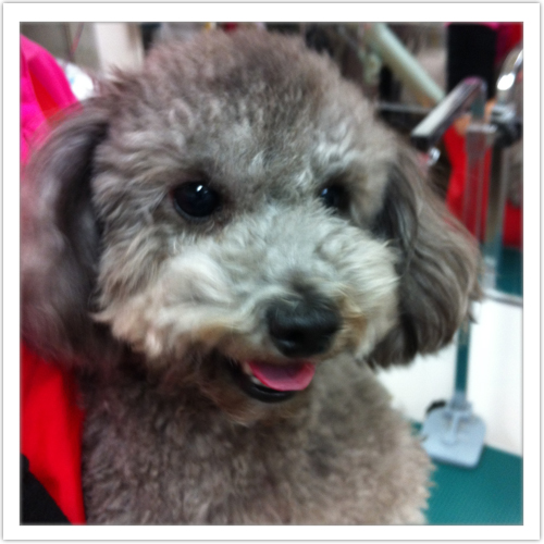 �V�����v�[�̗���1