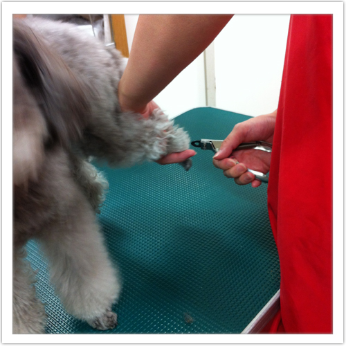 �V�����v�[�̗���2